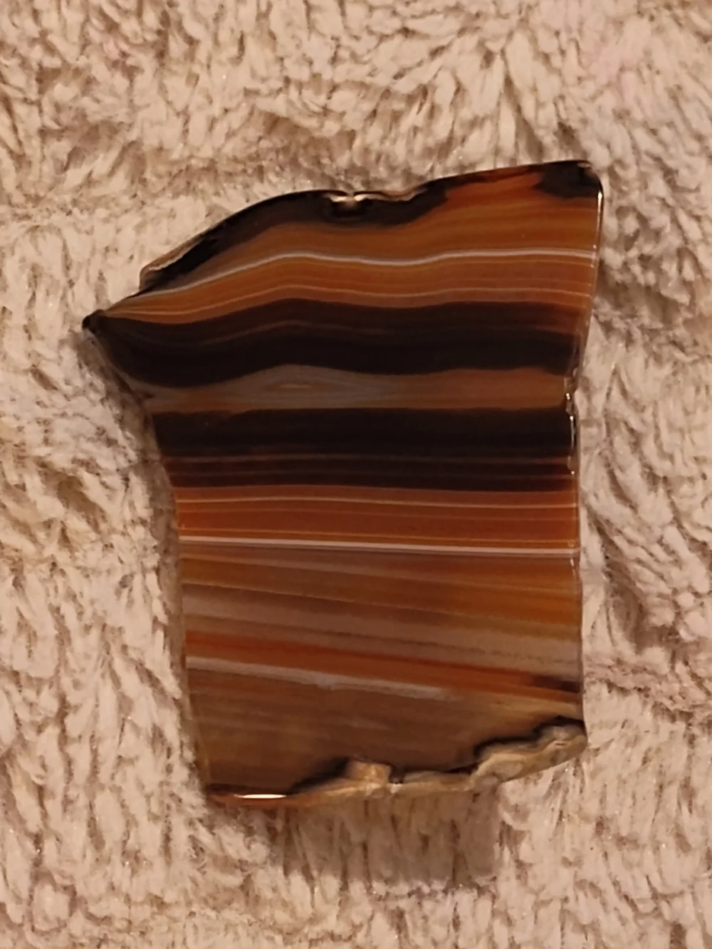 Vintage! Polished Banded Agate Slab with Decorative Lettered Olive Shell